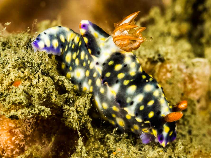 Hypselodoris infucata